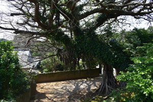 坂井豊受神社のアコウの大木