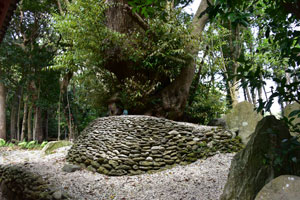 中目神社ご神体椎の木の大木