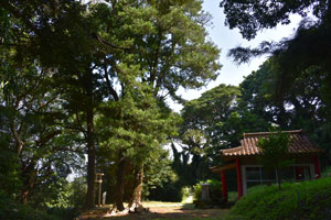 能野里神社のイヌマキの高木