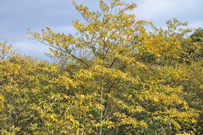 アオモジの黄色く色づいて風景写真
