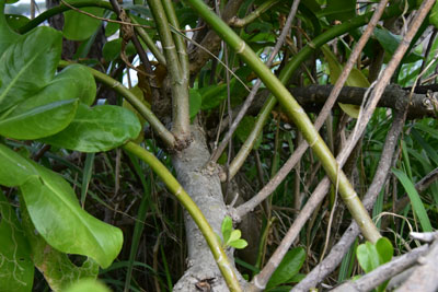 クサトベラの幹から出ている小枝の出し方