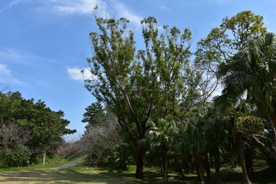 わかさ公園のオオバユーカリの大木