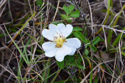 リュウキュウテリハノイバラ白い花