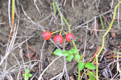 リュウキュウテリハノイバラ赤い果実