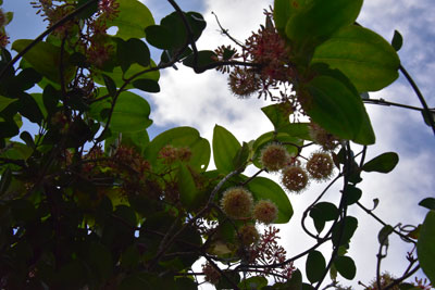 サツマサンキライの花序と葉
