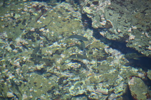 西浦海岸潮溜まりの小魚