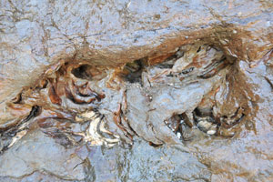犬城海岸の貝の化石が見られる浸食岩