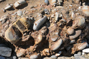 犬城海岸の大小の石が複雑に集まった浸食岩