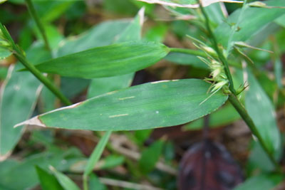 エダウチチヂミザサの葉・茎の画像