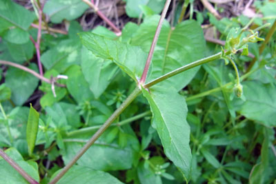 ウシハコベ茎・葉