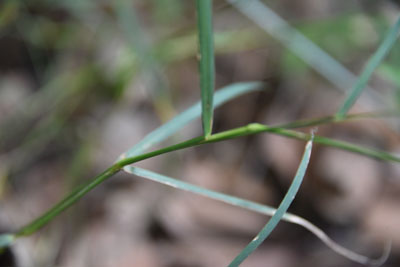 ハイヌメリの茎・葉