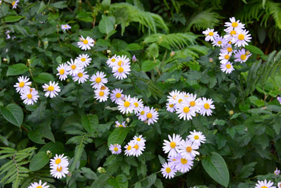 コヨメナの群生・花の画像