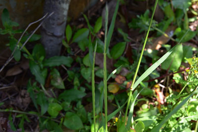 ネズミムギ茎・穂状花序