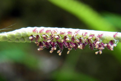 スズメノコビエ枝の花序