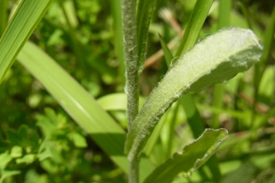 タチチチコグサ茎・葉