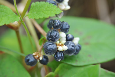 ツルソバの黒紫色の熟したそう果の画像