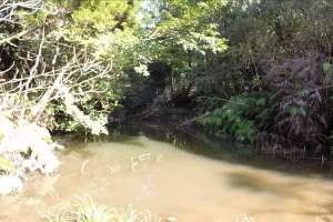 フナ釣りのため池跡