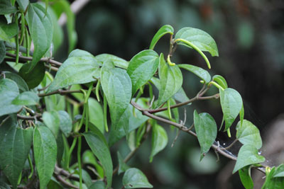 フウトウカズラの緑色の花序