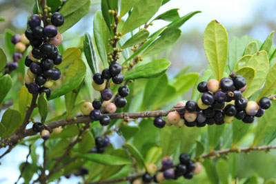 ハマヒサカキの黒く熟した果実