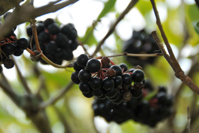 ハマサルトリイバラ黒紫色の果実