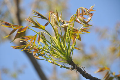 ハゼノキの葉、総状花序