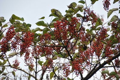 イイギリの多数の房状の赤い果実