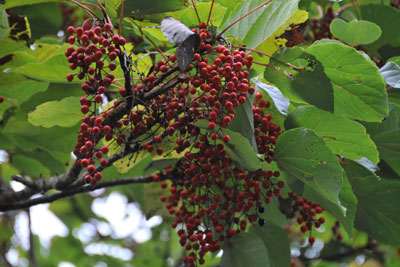 イイギリの多数の房状の赤い果実