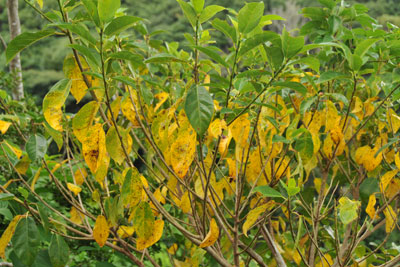 イヌビワの黄色く色づいた葉
