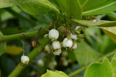 クサトベラの白い果実