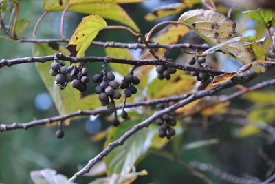 ナンバンキブシの黒い果実