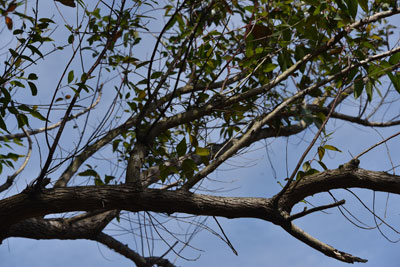オオバユーカリの枝の状況