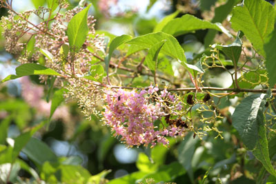 オオムラサキシキブの花