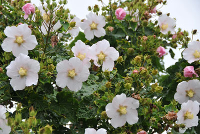 サキシマフヨウの花