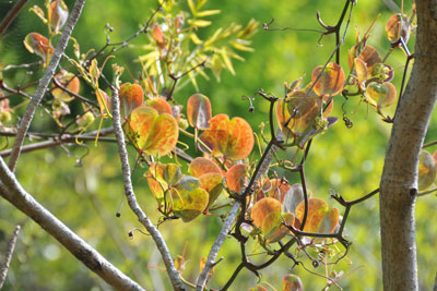 サルトリイバラ褐色の葉