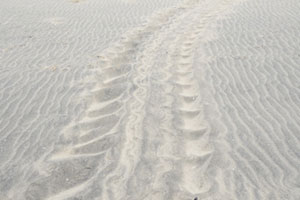 長浜海岸ウミガメの足跡