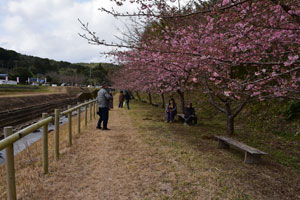 古田のカワヅサクラ桜公園