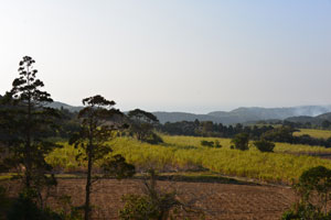 上中本村線沿いから撮影した安土山付近