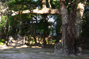 神ノ山タブノキの老木