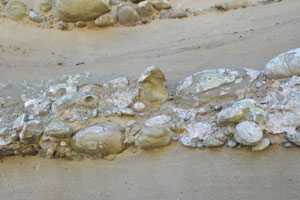 犬城海岸の地層の間に大小の小石がある浸食岩