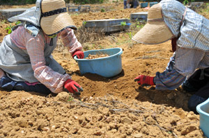 人手による球根の収穫作業