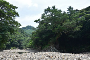 川脇川のヤクタネゴヨウの大木