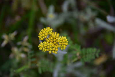 ハハコグサ黄色の頭花
