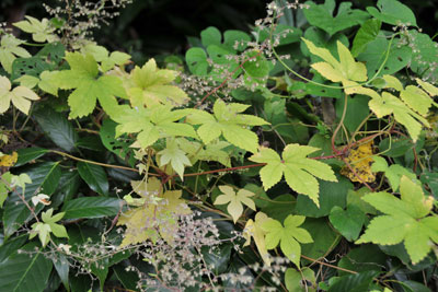 カナムグラの葉が黄色に色づいた画像