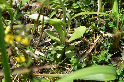 タチチチコグサ根元の葉・茎