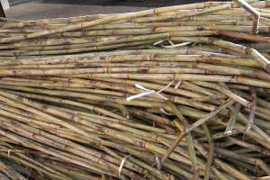 �����̂��Ƃ�����