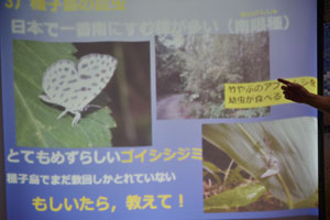 ゴイシシジミの珍しい蝶