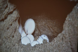 ウミガメの産卵