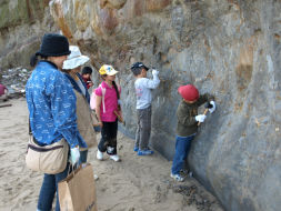 犬城海岸化石の採集