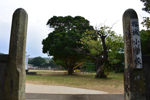 校庭入口からアコウの大木方向を撮影した画像